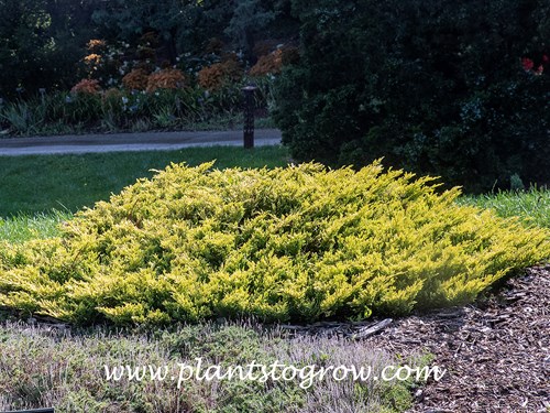 Lime Glow Juniper (Juniperus horizontalis)